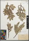 Foto von Salix glaucosericea Flod.